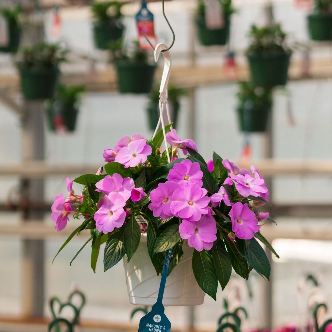 New Guinea Impatiens – Super Sonic Lavender – 8″ Hanging Basket